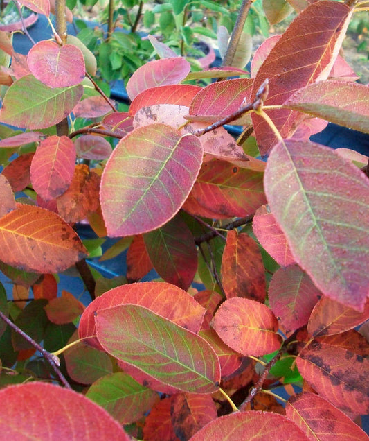 Amelanchier x grandiflora 'Autumn Brilliance' Autumn Brilliance® Serviceberry MULTI-STEM