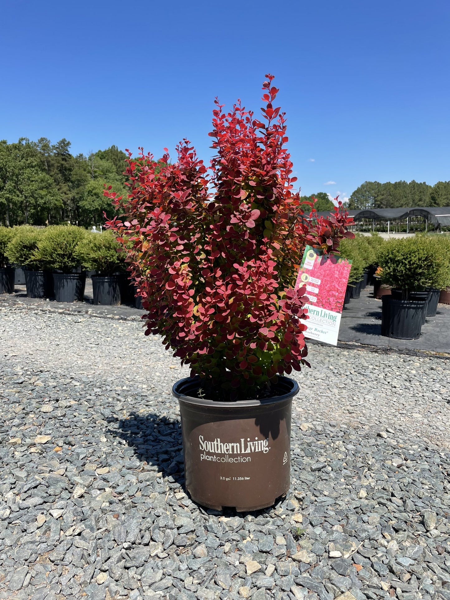 Berberis thunbergii 'Orange Rocket' PP18411 Orange Rocket Barberry 3 Gallon