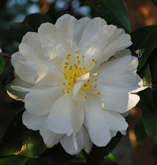 Autumn Rocket Camellia 7g