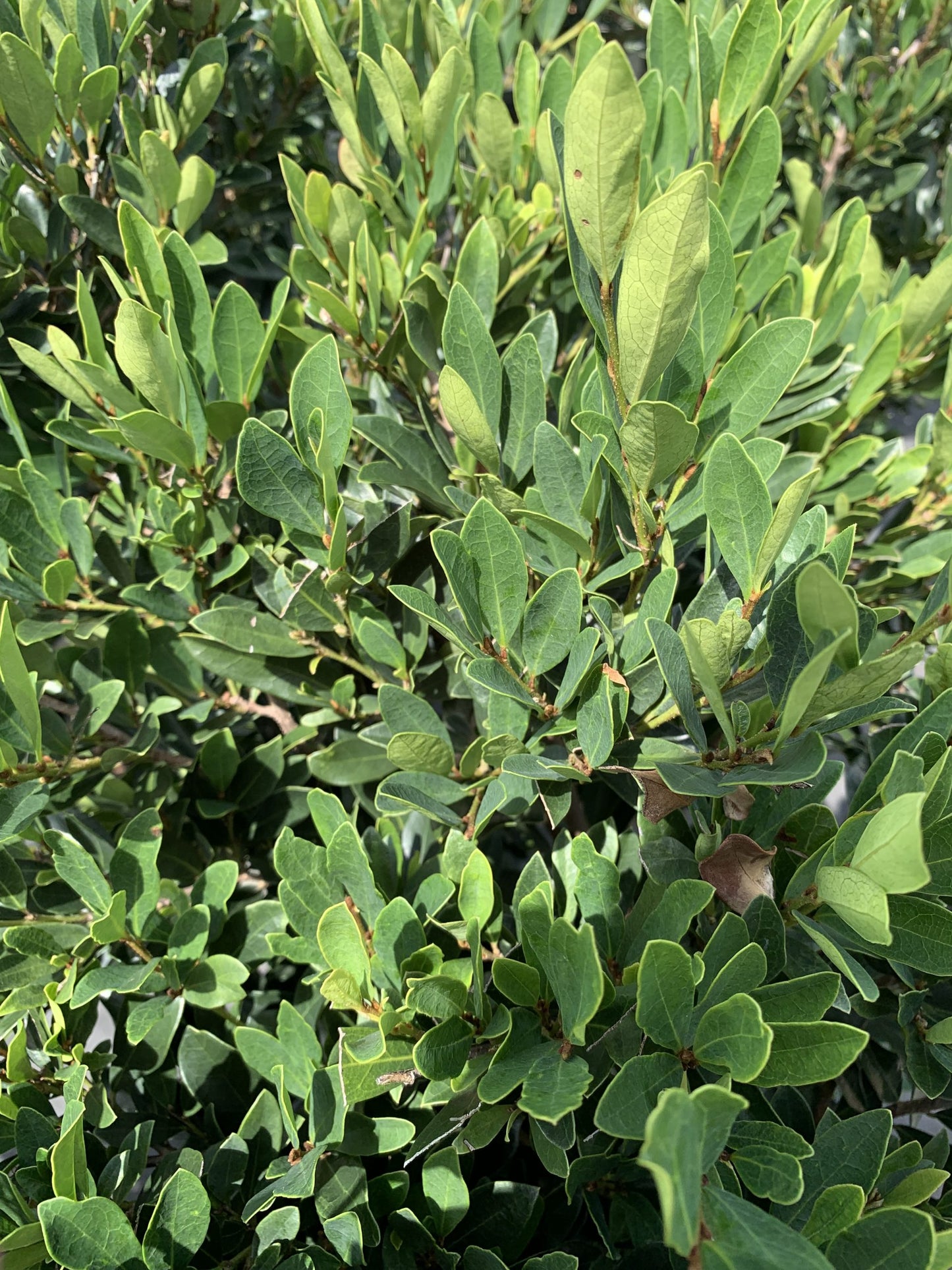 Blue Cascade® Distylium 3g