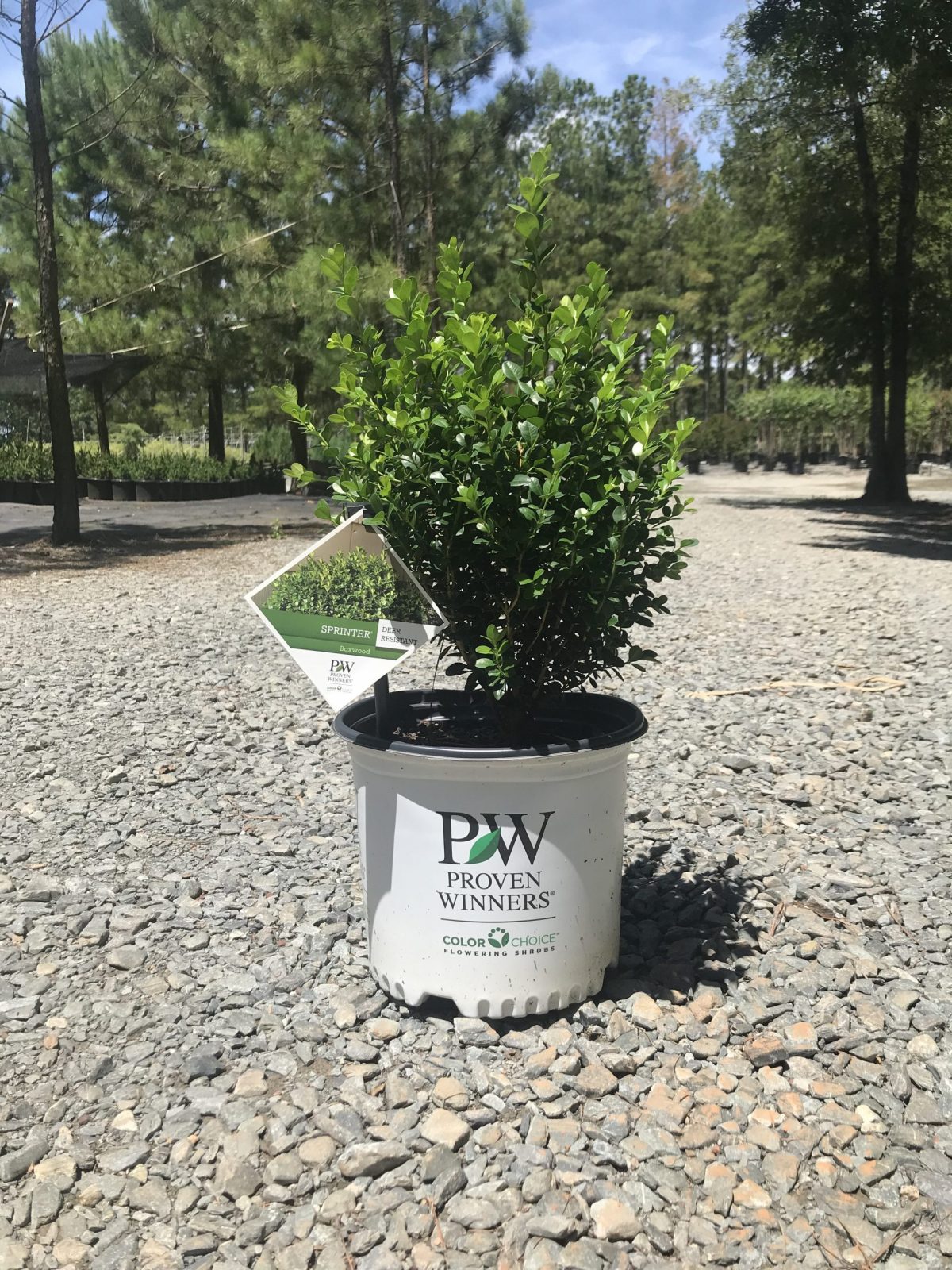 Sprinter® Boxwood Buxus microphylla 'Bulthouse' PP 25896 2g