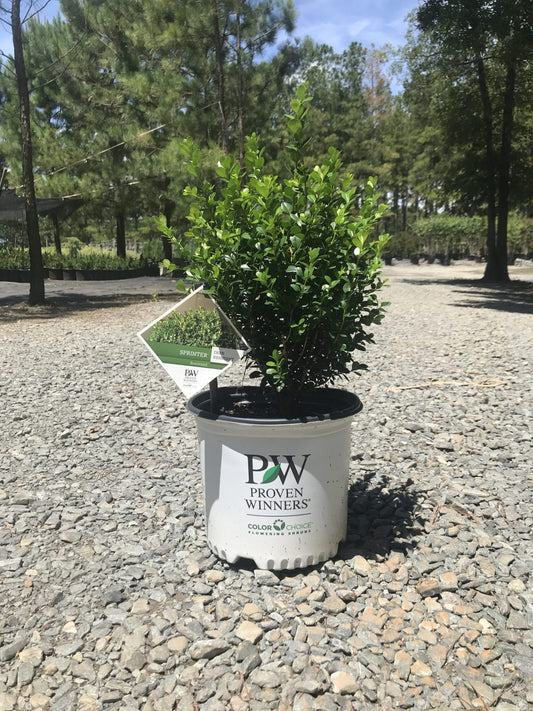 Sprinter® Boxwood Buxus microphylla 'Bulthouse' PP 25896 2g