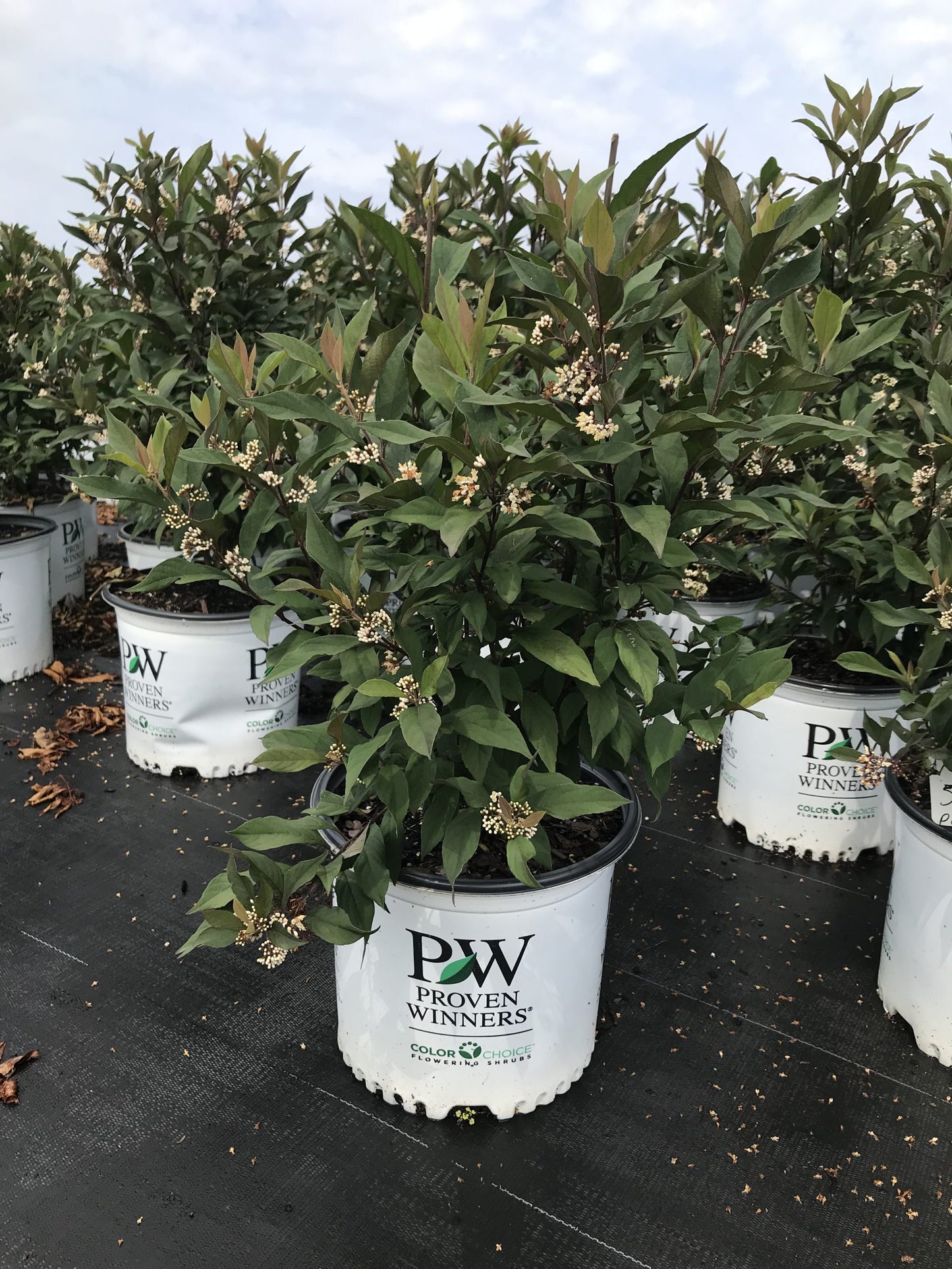 Chardonnay Pearls® Deutzia 3 Gallon
