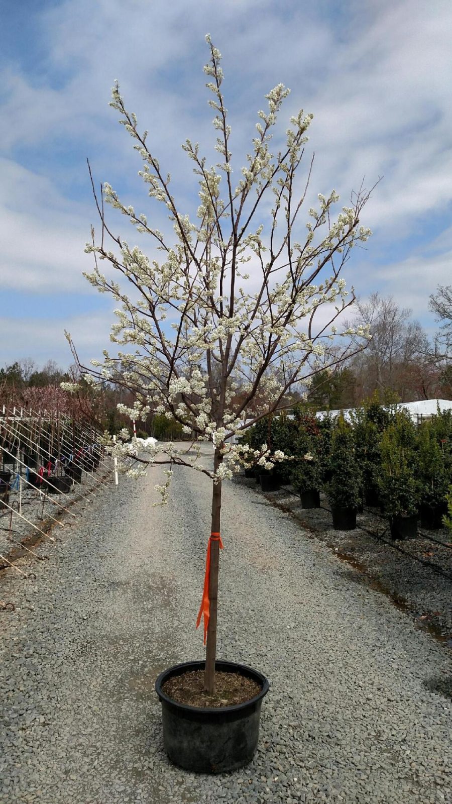 Amelanchier x grandiflora 'Autumn Brilliance' Autumn Brilliance® Serviceberry MULTI-STEM