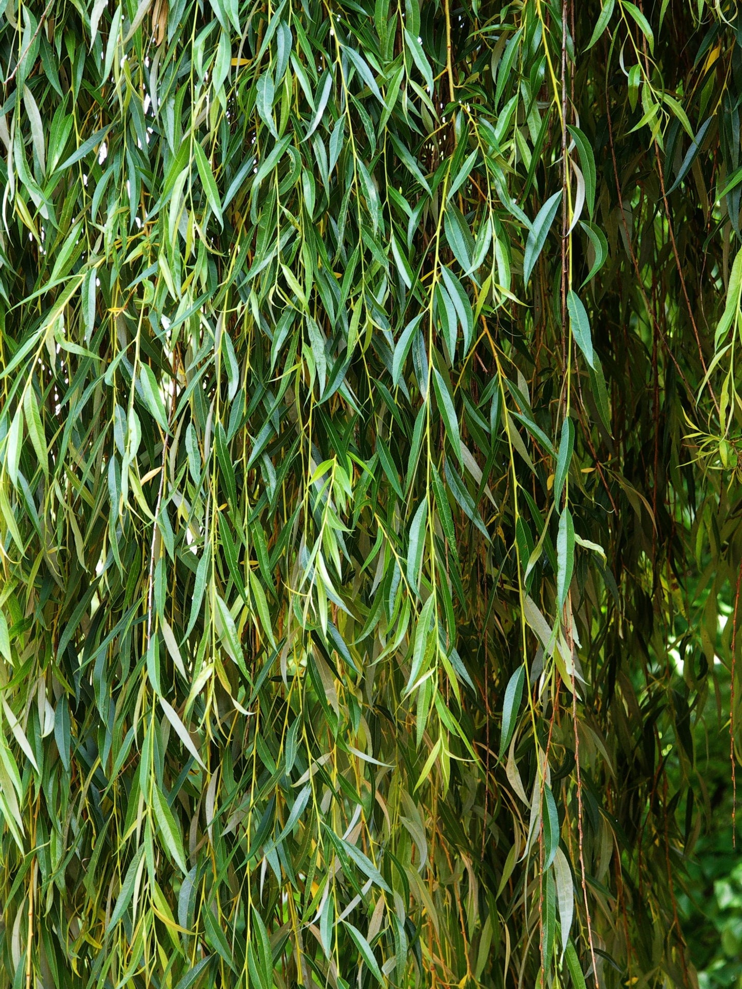 Salix babylonica Weeping Willow