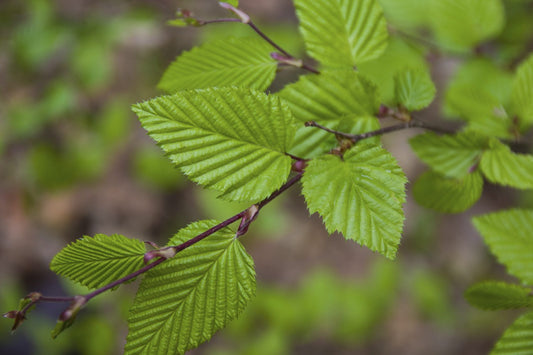 Lucas Columnar Hornbeam Carpinus betulus 'Lucas' 15g