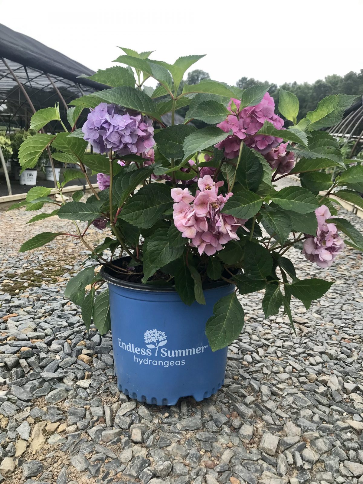 Hydrangea Bloomstruck 3 Gallon (Hydrangea macrophylla 'PIIHM-II' PP25566)