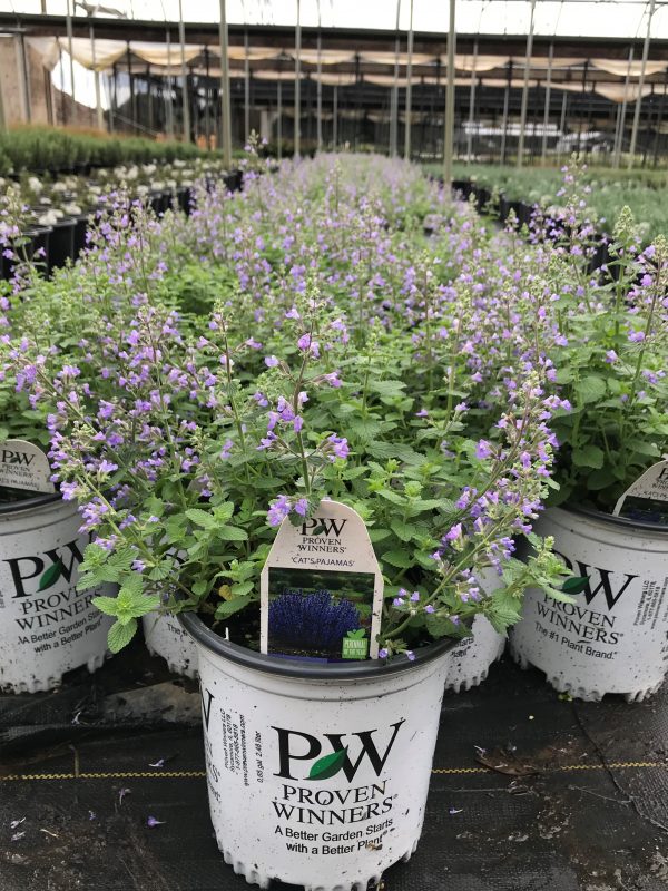 Catmint Cats Pajamas 1 Gallon (Nepeta 'Cat's Pajamas' PPAF)