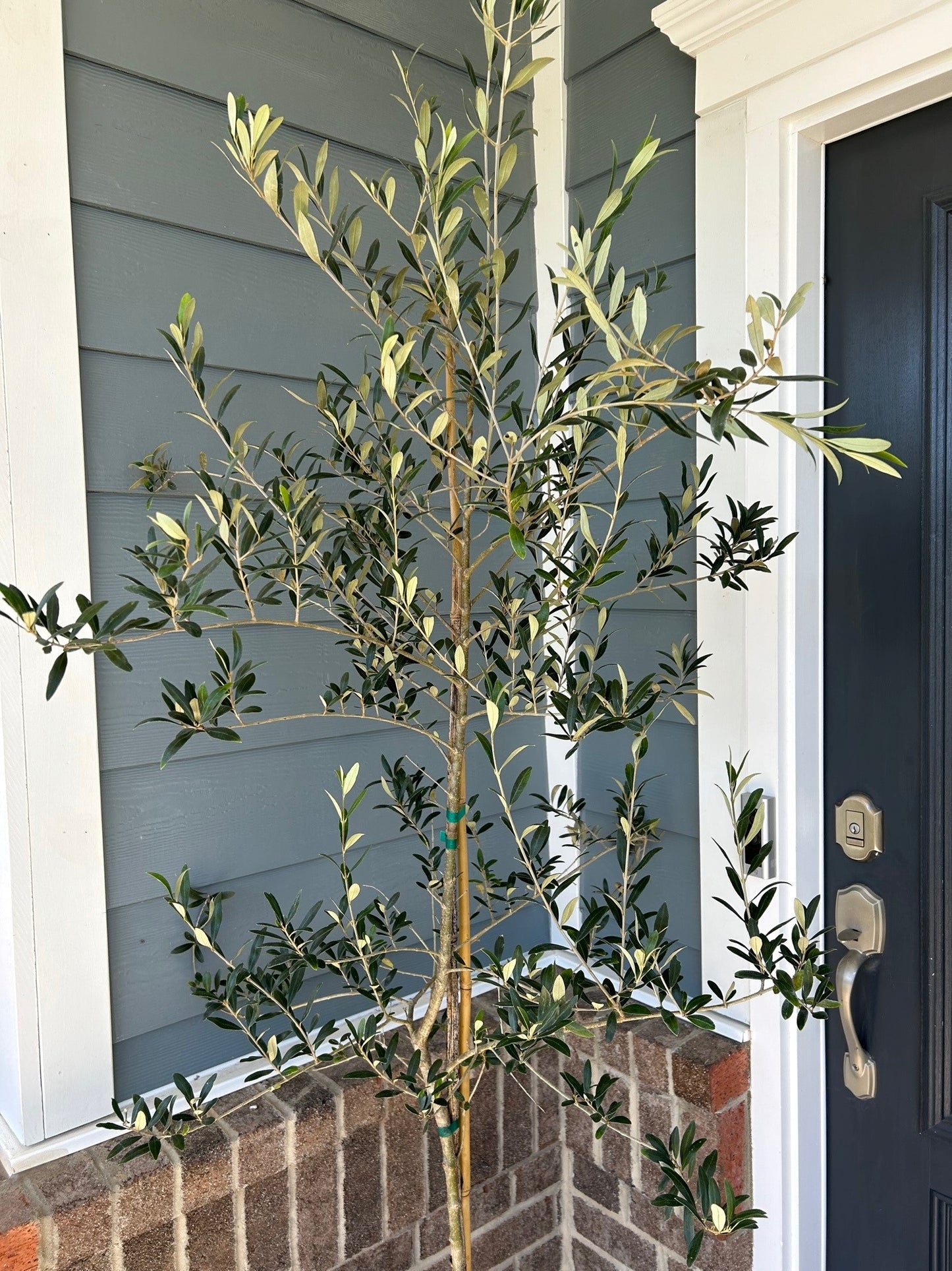 Arbequina Olive Tree 3g