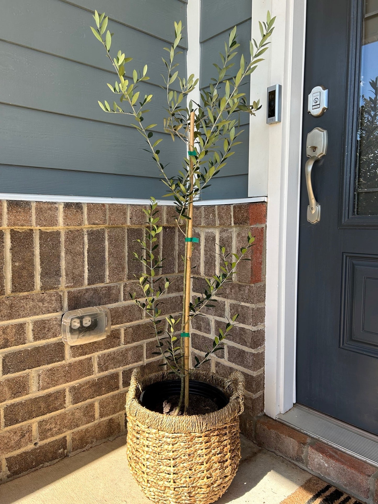 Arbequina Olive Tree 3g