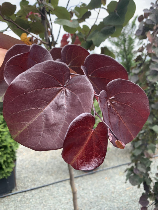 Merlot Redbud 15g