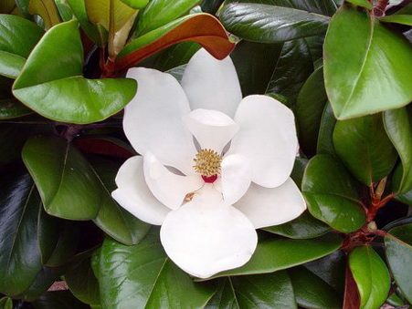 Magnolia grandiflora 'Southern Charm' PP13049 Teddy Bear® Southern Magnolia