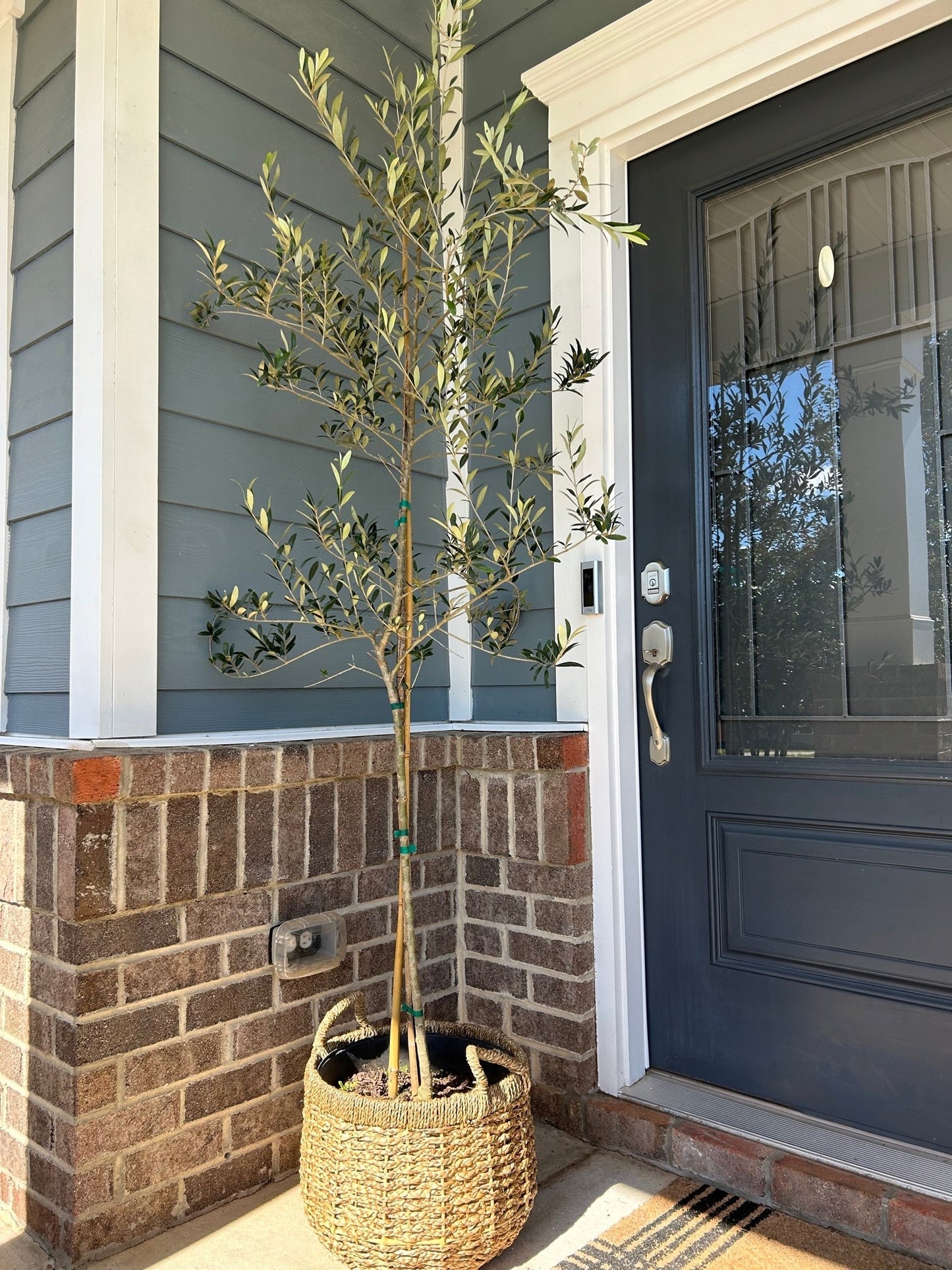 Arbequina Olive Tree 3g