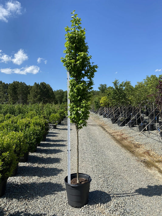 Lucas Columnar Hornbeam Carpinus betulus 'Lucas' 15g