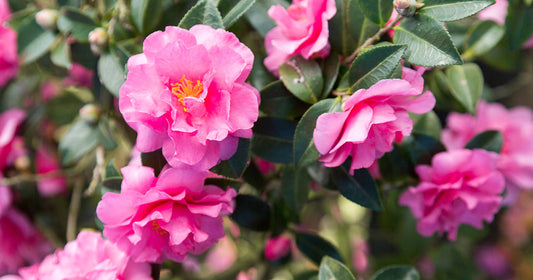 Alabama Beauty Camellia 3g