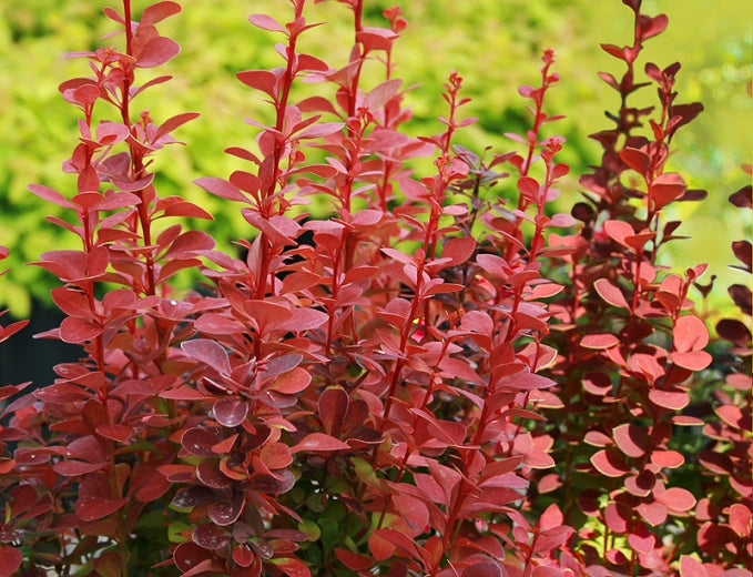 Berberis thunbergii 'Orange Rocket' PP18411 Orange Rocket Barberry 3 Gallon