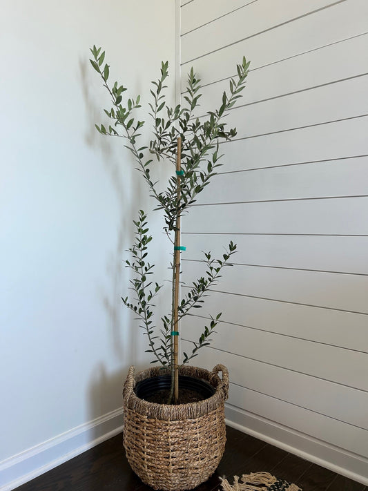 Arbequina Olive Tree