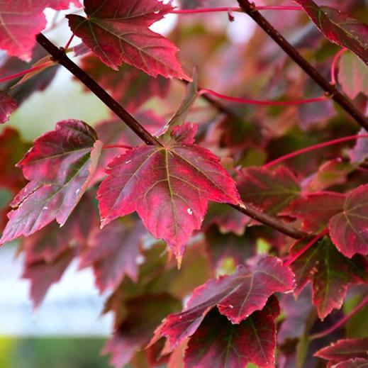Acer rubrum 'Brandywine' Brandywine Red Maple
