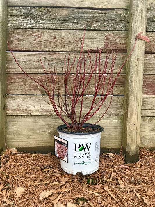 Arctic Fire® Red Twig Dogwood 3g