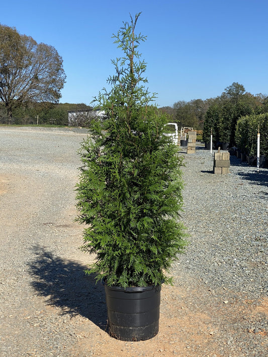 Green Giant Arborvitae