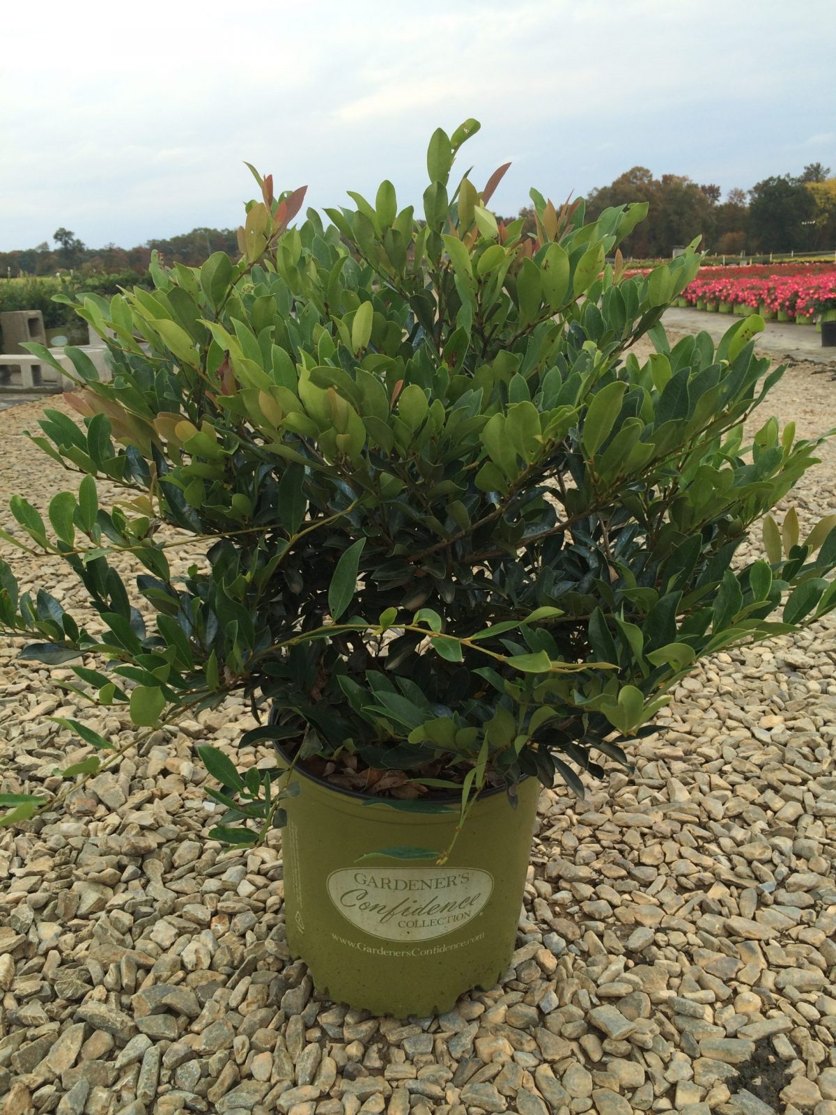 Blue Cascade® Distylium 3g
