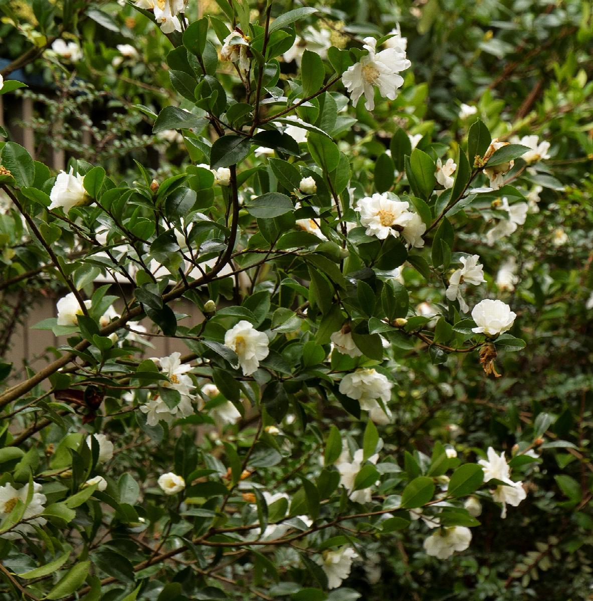 Winter's Snowman Ice Angels® Camellia