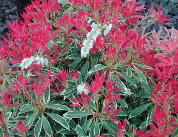 Pieris japonica 'Flaming Silver' Flaming Silver Japanese Pieris  6 Gallon