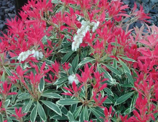 Pieris japonica 'Flaming Silver' Flaming Silver Japanese Pieris  6 Gallon
