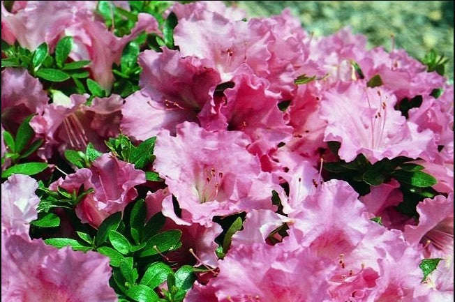 Rhododendron x 'Pink Gumpo' Pink Gumpo Azalea (Satsuki Hybrid) 3g