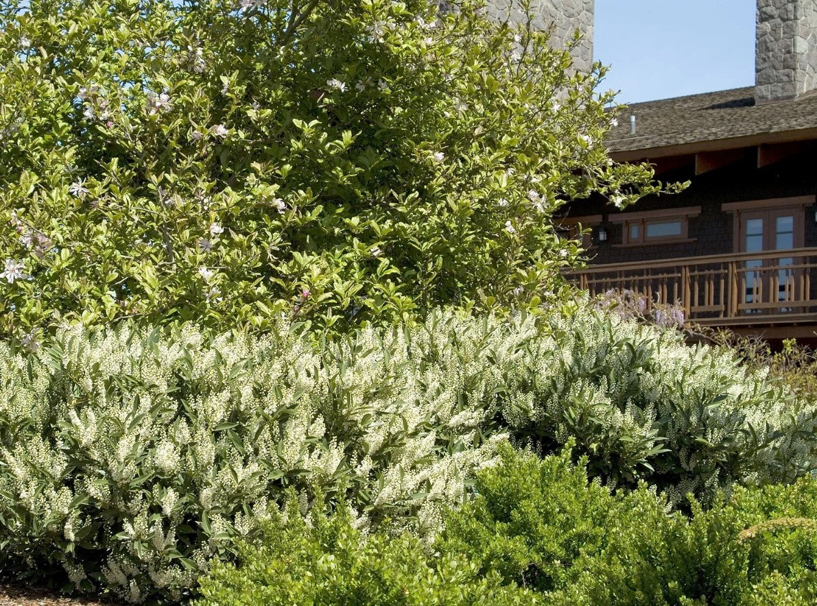 Prunus laurocerasus 'Otto Luyken' Otto Luyken English Laurel