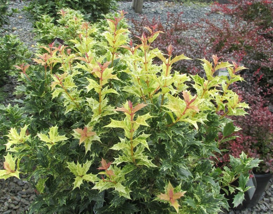 Osmanthus heterophyllus 'Goshiki' Goshiki False Holly
