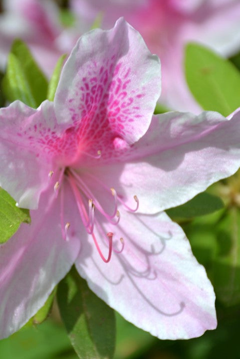 Rhododendron indica 'George L. Taber' George L. Taber Azalea 3g