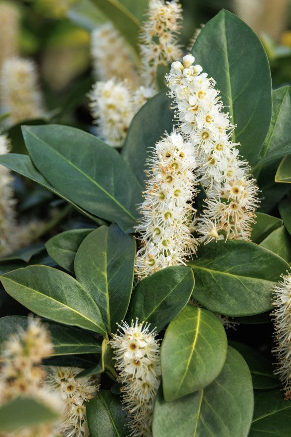 Prunus laurocerasus 'JONG2' PP29,890 Greenfinity Cherry Laurel 10g