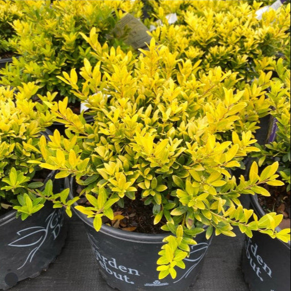 Ilex crenata 'Golden Hoogendorn' Golden Hoogendorn Japanese Holly 3g