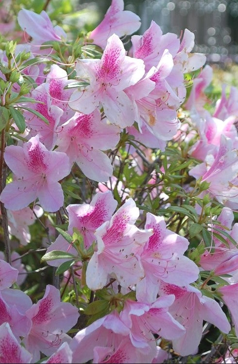 Rhododendron indica 'George L. Taber' George L. Taber Azalea 3g