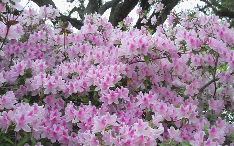 Rhododendron indica 'George L. Taber' George L. Taber Azalea 3g