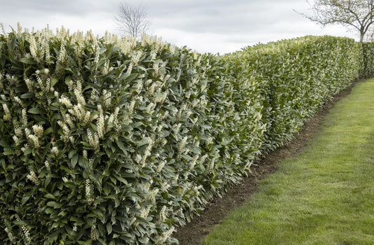 Prunus laurocerasus 'Schipkaensis' Schipka Cherry Laurel