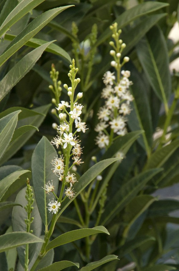 Prunus laurocerasus 'Schipkaensis' Schipka Cherry Laurel