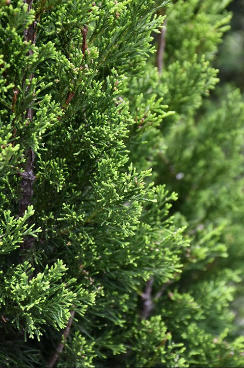 Juniperus virginiana 'Brodie' Brodie Juniper 15g