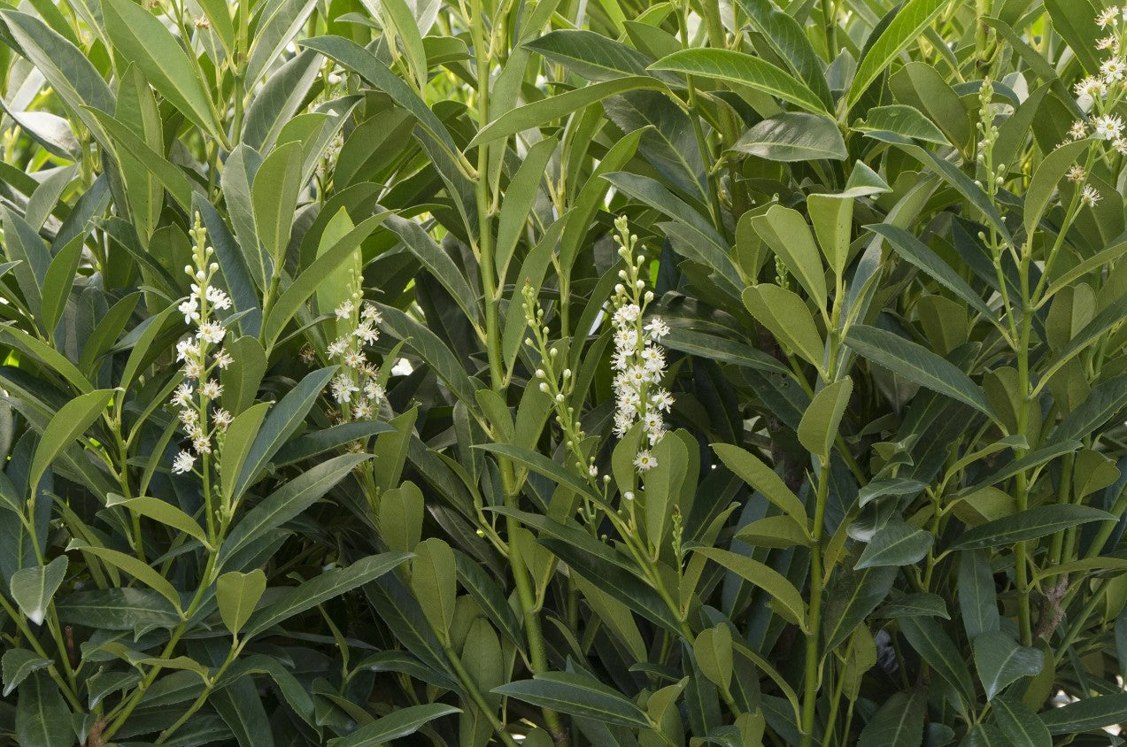 Prunus laurocerasus 'Schipkaensis' Schipka Cherry Laurel
