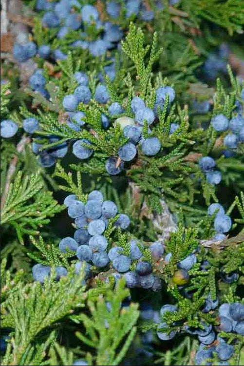 Juniperus virginiana 'Brodie' Brodie Juniper 15g
