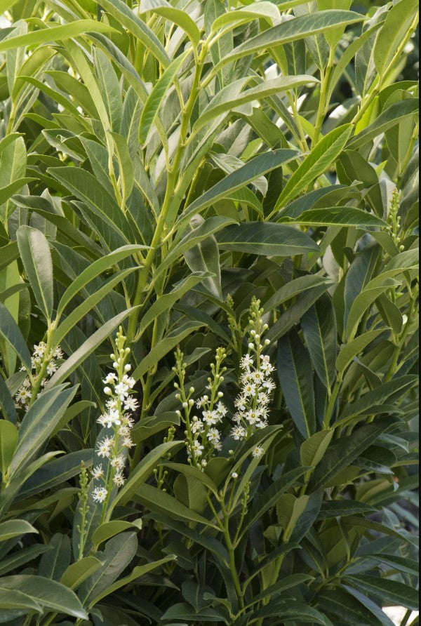Prunus laurocerasus 'Schipkaensis' Schipka Cherry Laurel