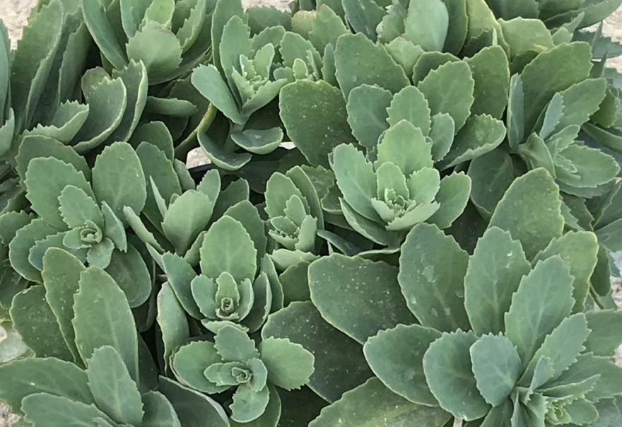 Sedum 'Carl' Carl Sedum 1g