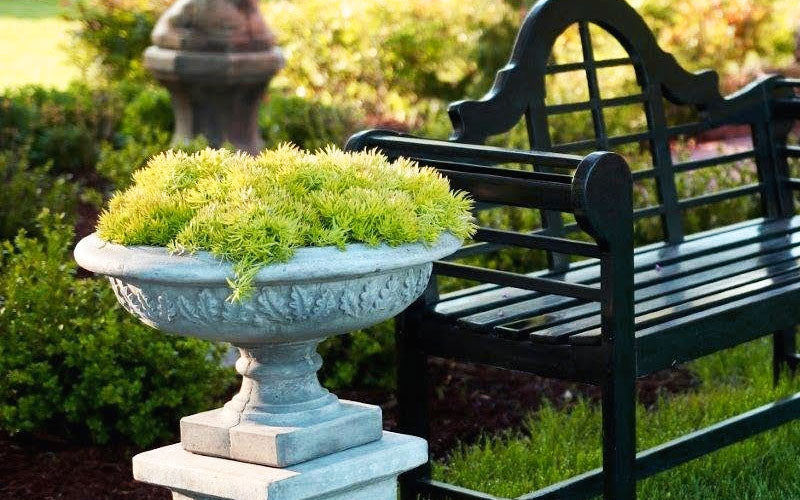 Sedum rupestre 'Lemon Ball' Lemon Ball Sedum 1g