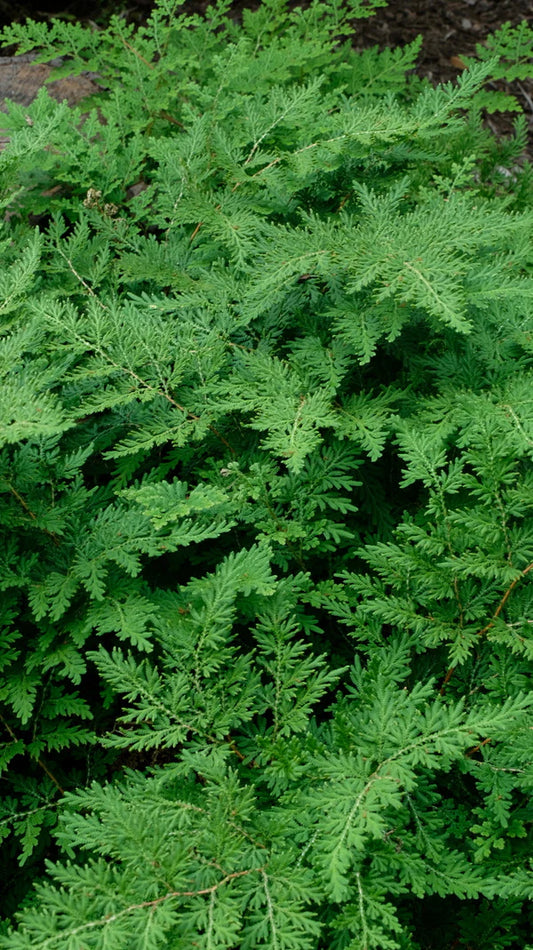 Fern - Selaginella braunii Arborvitae Fern 3g
