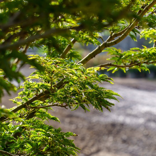 Acer palmatum 'Shishigashira' Lion's Head Japanese Maple 15g