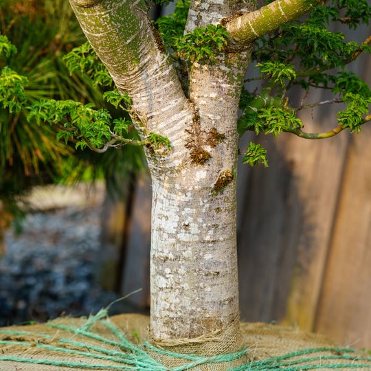 Acer palmatum 'Shishigashira' Lion's Head Japanese Maple 15g