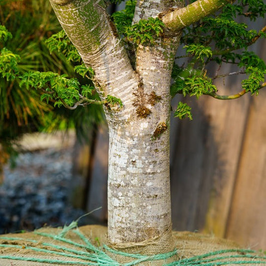 Acer palmatum 'Shishigashira' Lion's Head Japanese Maple 15g