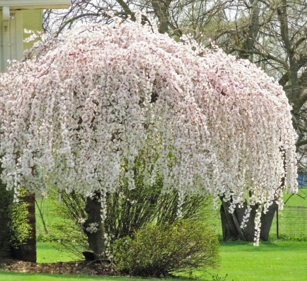 Prunus x 'Snowfozam' Snow Fountain® Weeping Cherry Serpentine 15 Gallon