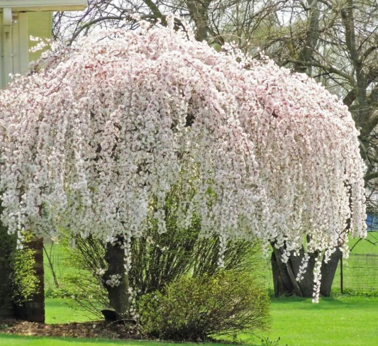 Prunus x 'Snowfozam' Snow Fountain® Weeping Cherry Serpentine 15 Gallon